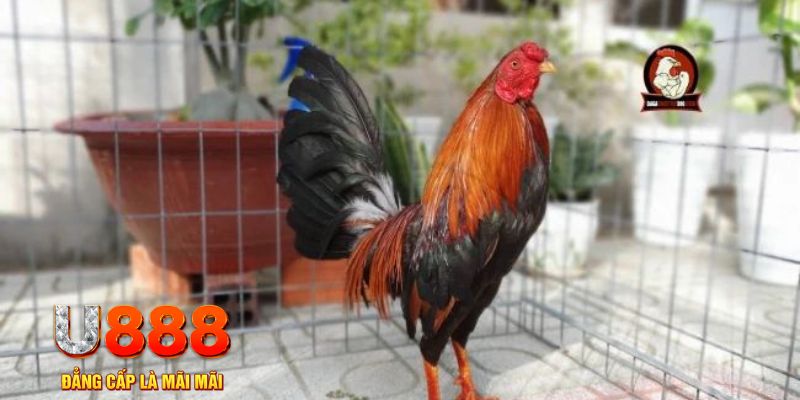 jollibee game máy bay nổ hũ