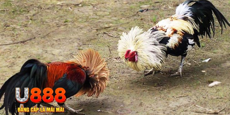jollibee game nổ hũ là gì